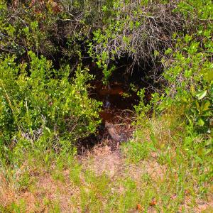Photo of UNDER CONTRACT!  136 ac Hunting Land for Sale in Pamlico County NC!