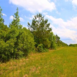 Photo of UNDER CONTRACT!  136 ac Hunting Land for Sale in Pamlico County NC!
