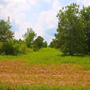 Photo of UNDER CONTRACT!  136 ac Hunting Land for Sale in Pamlico County NC!