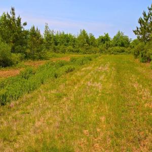 Photo of UNDER CONTRACT!  136 ac Hunting Land for Sale in Pamlico County NC!