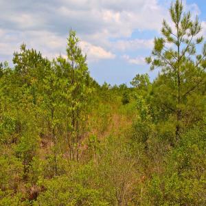 Photo of UNDER CONTRACT!  136 ac Hunting Land for Sale in Pamlico County NC!