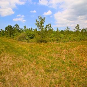 Photo of UNDER CONTRACT!  136 ac Hunting Land for Sale in Pamlico County NC!