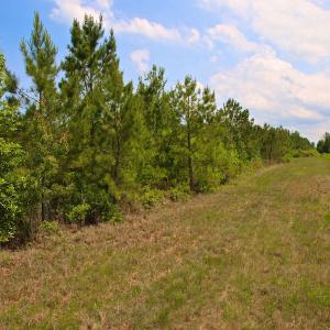 Photo of UNDER CONTRACT!  136 ac Hunting Land for Sale in Pamlico County NC!