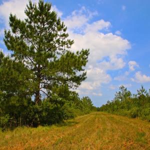 Photo of UNDER CONTRACT!  136 ac Hunting Land for Sale in Pamlico County NC!