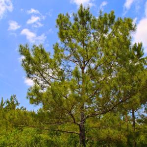 Photo of UNDER CONTRACT!  136 ac Hunting Land for Sale in Pamlico County NC!