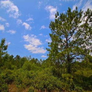 Photo of UNDER CONTRACT!  136 ac Hunting Land for Sale in Pamlico County NC!