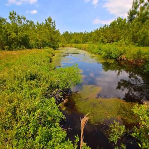 Photo of UNDER CONTRACT!  136 ac Hunting Land for Sale in Pamlico County NC!