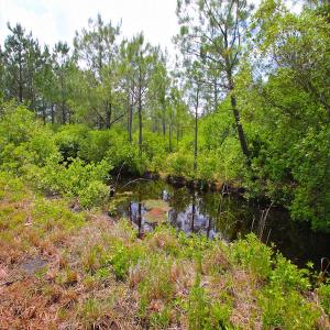 Photo of UNDER CONTRACT!  136 ac Hunting Land for Sale in Pamlico County NC!