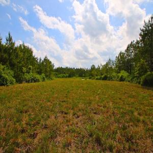 Photo of UNDER CONTRACT!  136 ac Hunting Land for Sale in Pamlico County NC!