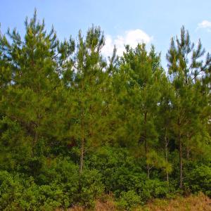 Photo of UNDER CONTRACT!  136 ac Hunting Land for Sale in Pamlico County NC!