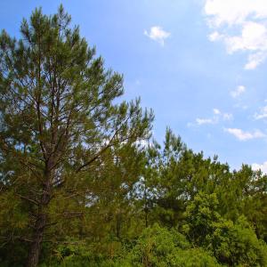 Photo of UNDER CONTRACT!  136 ac Hunting Land for Sale in Pamlico County NC!