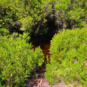 Photo of UNDER CONTRACT!  136 ac Hunting Land for Sale in Pamlico County NC!