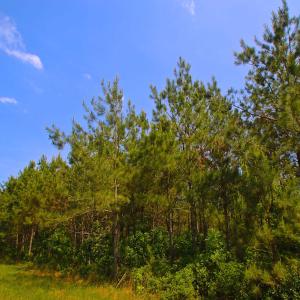 Photo of UNDER CONTRACT!  136 ac Hunting Land for Sale in Pamlico County NC!