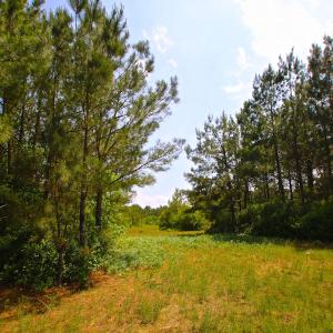 Photo of UNDER CONTRACT!  136 ac Hunting Land for Sale in Pamlico County NC!