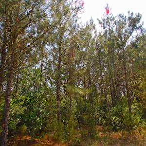Photo of UNDER CONTRACT!  136 ac Hunting Land for Sale in Pamlico County NC!