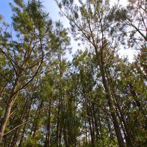 Photo of UNDER CONTRACT!  136 ac Hunting Land for Sale in Pamlico County NC!