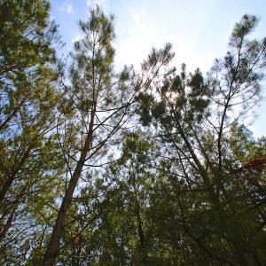 Photo of UNDER CONTRACT!  136 ac Hunting Land for Sale in Pamlico County NC!