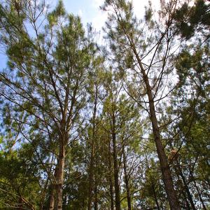Photo of UNDER CONTRACT!  136 ac Hunting Land for Sale in Pamlico County NC!
