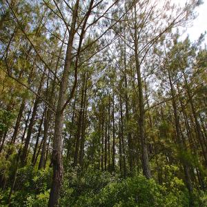 Photo of UNDER CONTRACT!  136 ac Hunting Land for Sale in Pamlico County NC!