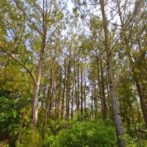 Photo of UNDER CONTRACT!  136 ac Hunting Land for Sale in Pamlico County NC!