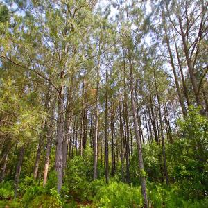 Photo of UNDER CONTRACT!  136 ac Hunting Land for Sale in Pamlico County NC!
