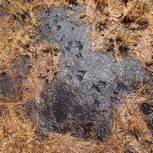 Photo of UNDER CONTRACT!  136 ac Hunting Land for Sale in Pamlico County NC!