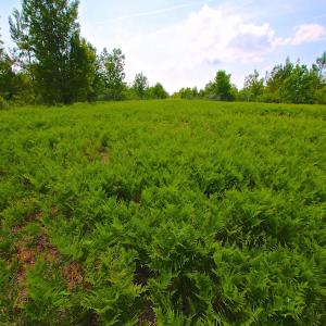 Photo of UNDER CONTRACT!  136 ac Hunting Land for Sale in Pamlico County NC!
