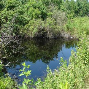 Photo of UNDER CONTRACT! 71 ac Hunting Land For Sale in Bladen County NC!