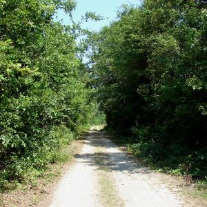 Photo of UNDER CONTRACT! 71 ac Hunting Land For Sale in Bladen County NC!