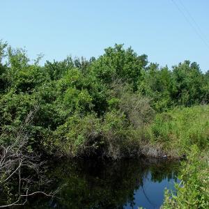 Photo of UNDER CONTRACT! 71 ac Hunting Land For Sale in Bladen County NC!