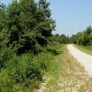 Photo of UNDER CONTRACT! 71 ac Hunting Land For Sale in Bladen County NC!