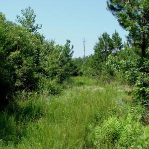 Photo of UNDER CONTRACT! 71 ac Hunting Land For Sale in Bladen County NC!