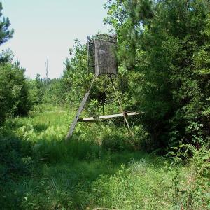 Photo of UNDER CONTRACT! 71 ac Hunting Land For Sale in Bladen County NC!