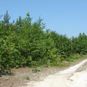 Photo of UNDER CONTRACT! 71 ac Hunting Land For Sale in Bladen County NC!