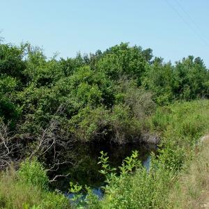 Photo of UNDER CONTRACT! 71 ac Hunting Land For Sale in Bladen County NC!