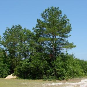 Photo of UNDER CONTRACT! 71 ac Hunting Land For Sale in Bladen County NC!