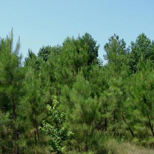 Photo of UNDER CONTRACT! 71 ac Hunting Land For Sale in Bladen County NC!