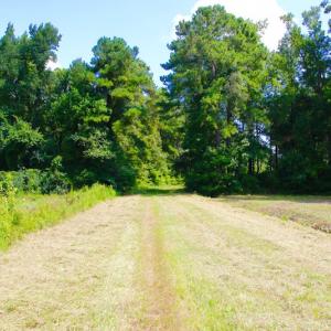 Photo of UNDER CONTRACT!  217 ac Timber and Hunting Land for Sale in Jones County NC!