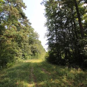 Photo of UNDER CONTRACT!  217 ac Timber and Hunting Land for Sale in Jones County NC!