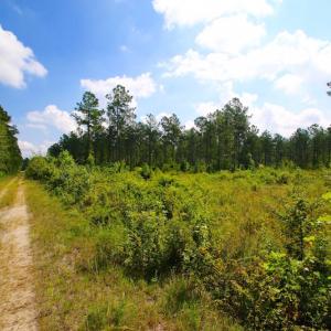 Photo of UNDER CONTRACT!  217 ac Timber and Hunting Land for Sale in Jones County NC!