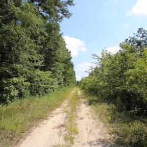 Photo of UNDER CONTRACT!  217 ac Timber and Hunting Land for Sale in Jones County NC!