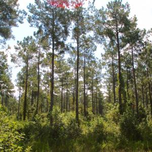 Photo of UNDER CONTRACT!  217 ac Timber and Hunting Land for Sale in Jones County NC!