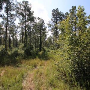 Photo of UNDER CONTRACT!  217 ac Timber and Hunting Land for Sale in Jones County NC!