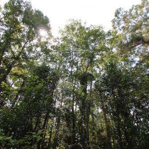 Photo of UNDER CONTRACT!  217 ac Timber and Hunting Land for Sale in Jones County NC!