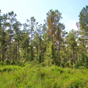 Photo of UNDER CONTRACT!  217 ac Timber and Hunting Land for Sale in Jones County NC!