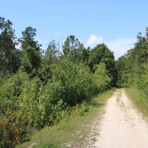 Photo of UNDER CONTRACT!  217 ac Timber and Hunting Land for Sale in Jones County NC!