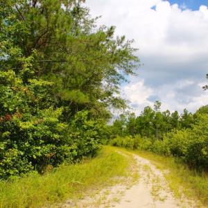 Photo of UNDER CONTRACT!  217 ac Timber and Hunting Land for Sale in Jones County NC!