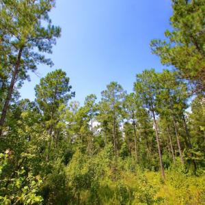 Photo of UNDER CONTRACT!  217 ac Timber and Hunting Land for Sale in Jones County NC!
