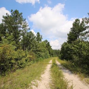 Photo of UNDER CONTRACT!  217 ac Timber and Hunting Land for Sale in Jones County NC!
