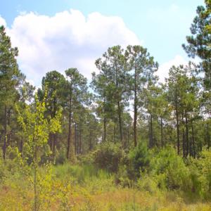 Photo of UNDER CONTRACT!  217 ac Timber and Hunting Land for Sale in Jones County NC!